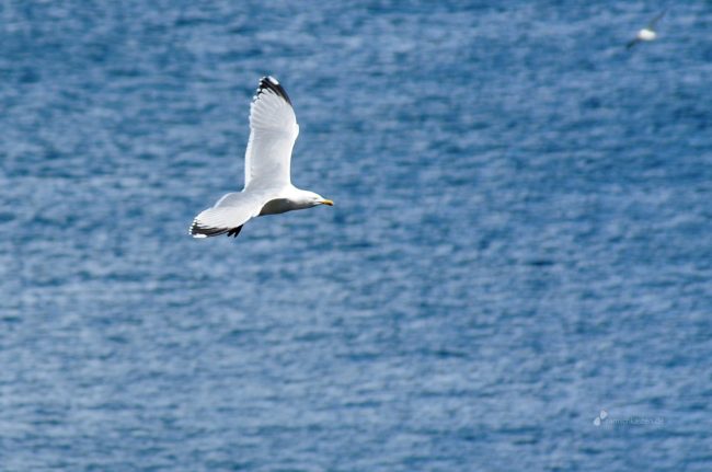 Möwe im Flug